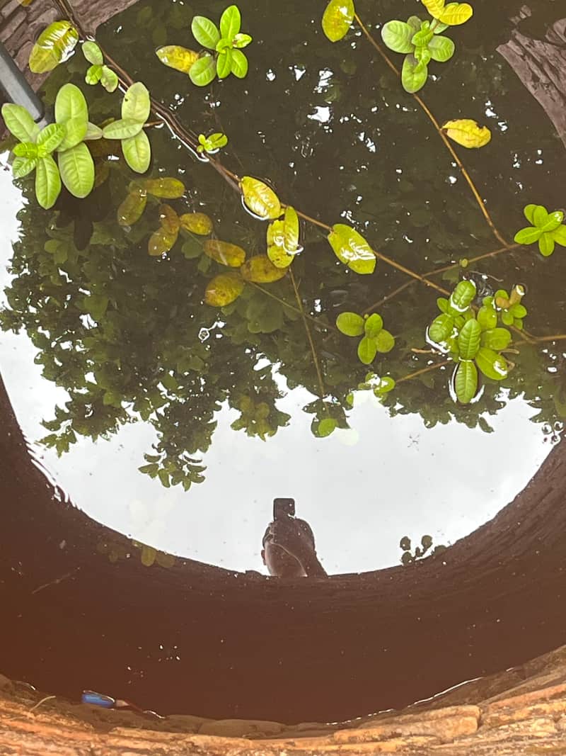 中午的 Wat Suan Dok 中午的 Wat Suan Dok